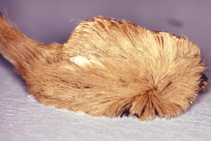 puss caterpillar CDC image